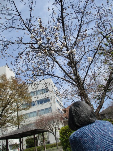 宮城野