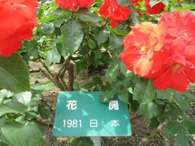 『せんだい園芸センターinバラ祭り２０２３』