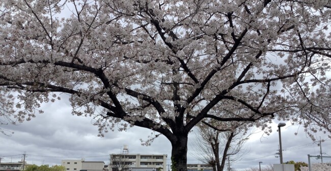 お花見🌸