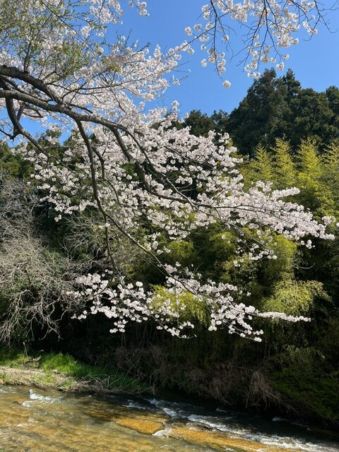 4月です！春到来☆