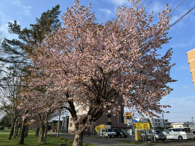 桜満開でした🌸