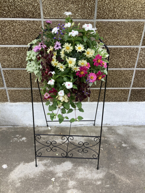 可愛いお花達です！