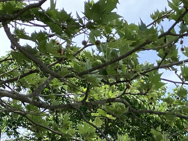 すずかけの木🌳