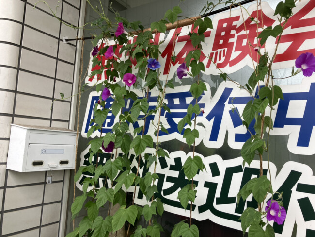 あさがおが咲きました🌸