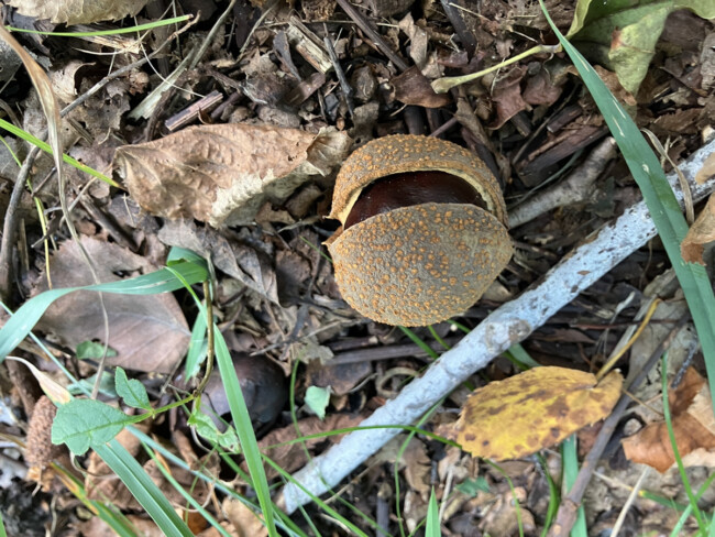 秋の写真🍁