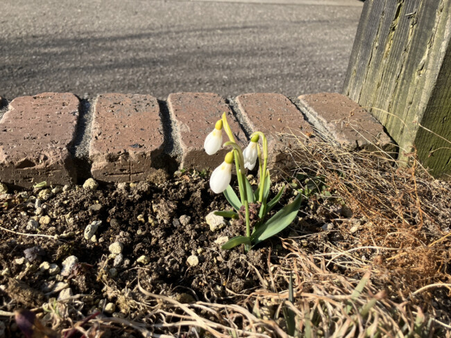 やっぱり春ですよ🌼