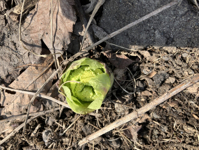 春を感じます！