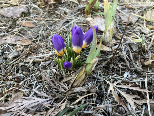 今日もお花の写真です♡