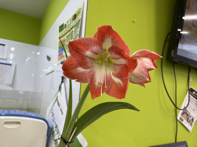 アマリリスと🦢