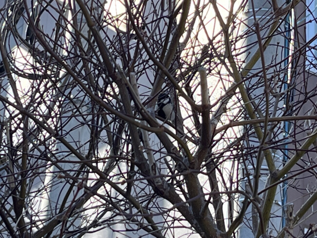 可愛い小鳥がいました！