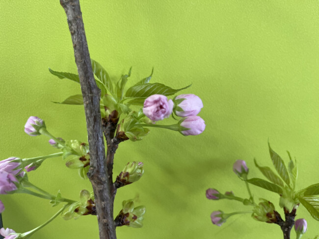 いつも、ありがとうございます🌸