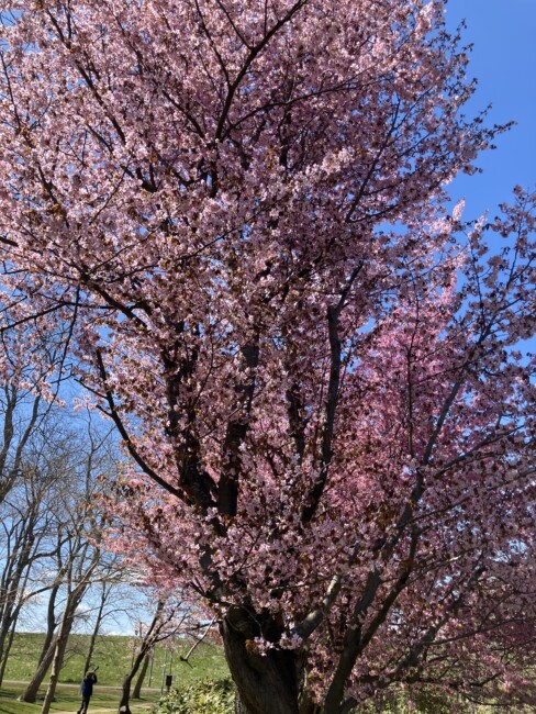 I　always  cry　　11