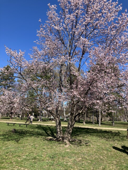 ぷりてんだぁ　9