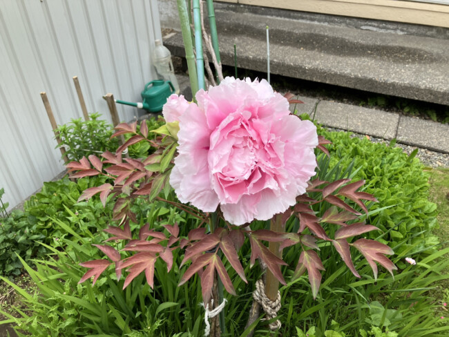 お花の写真のリクエスト🌸