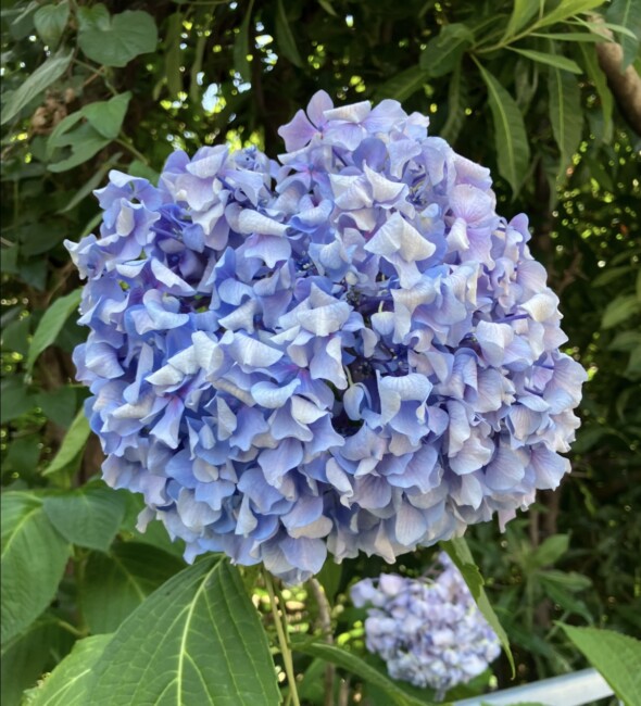 6月です☂️