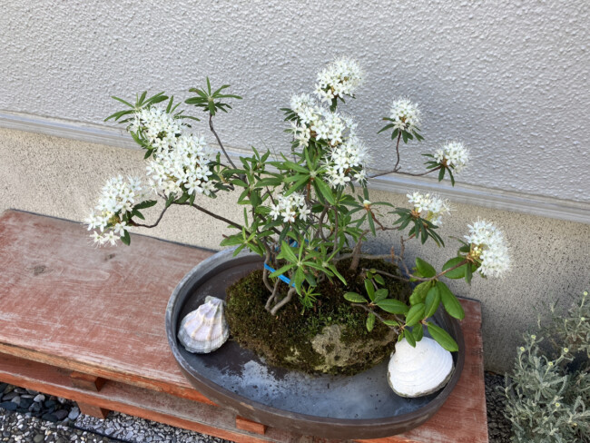 ツツジだそうです！
