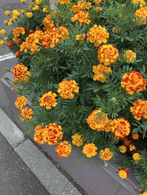 蟷螂　33