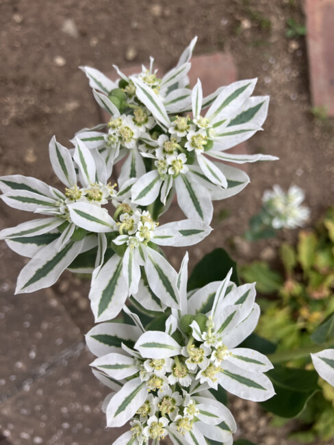 初雪草🌸