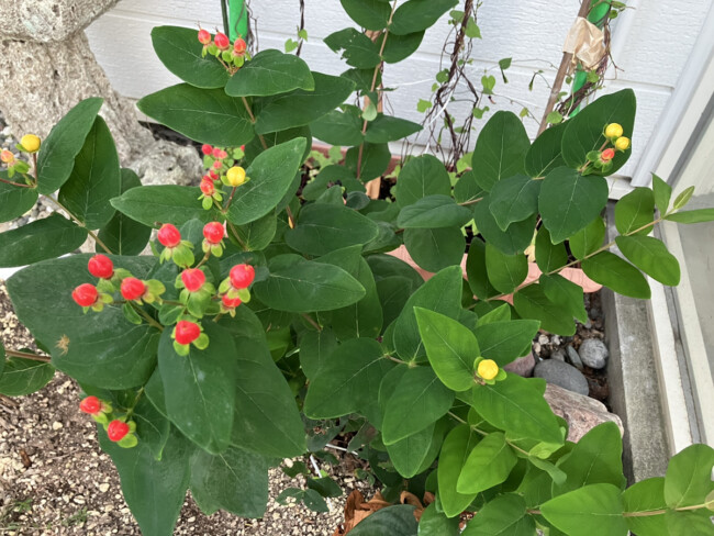 このお花知ってますか❓
