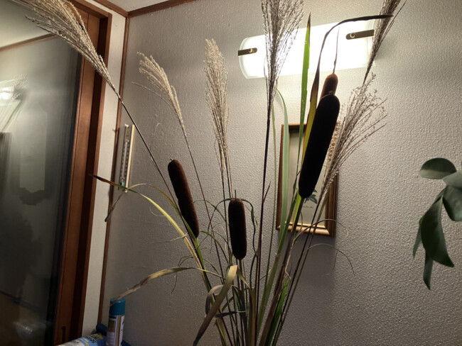 写真が2枚です📷